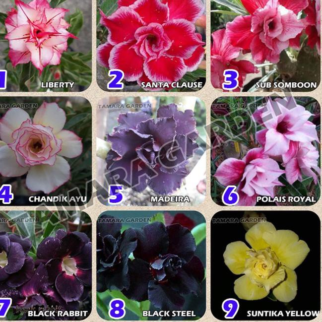 Klx 8546 Bibit Bunga Kamboja Jepang Adenium Obesum Tumpuk 1 9