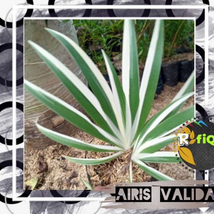 tanaman hias airis valida/airis varigata
