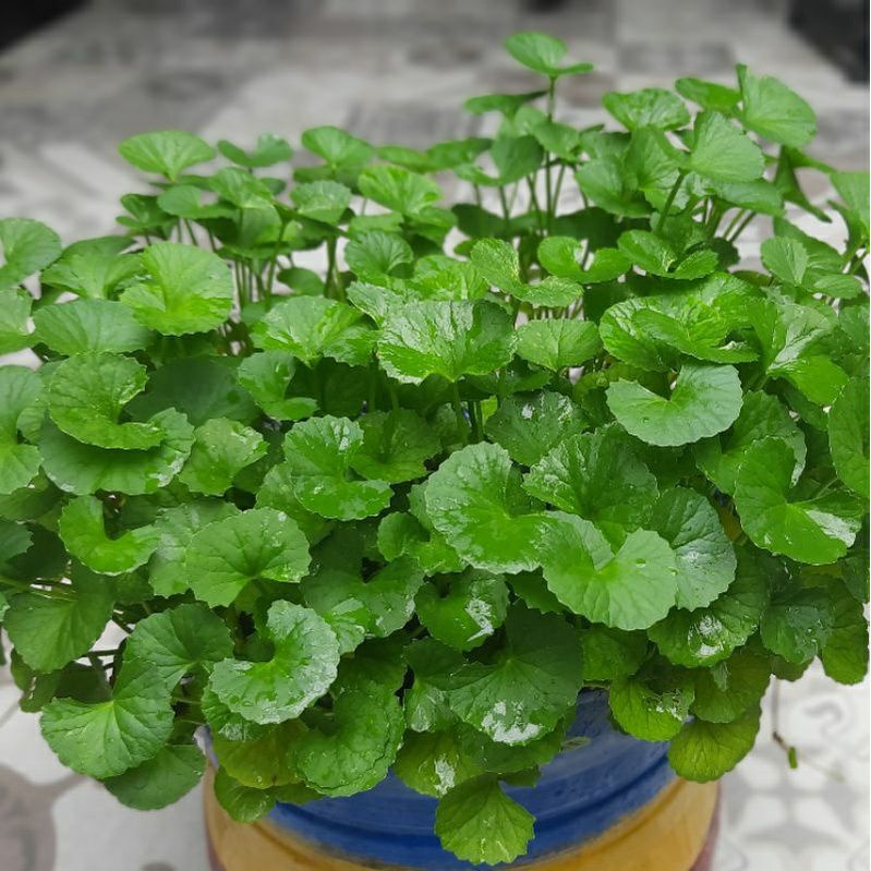 BIBIT PEGAGAN DAUN KASAR, PEGAGAN DALAM POT, PEGAGAN SEGAR