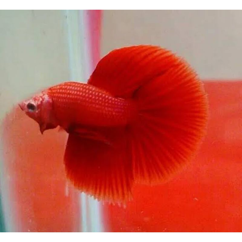 

ikan cupang super red plakat