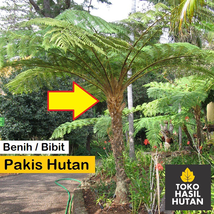Bibit Pakis Hutan Langka / Benih Pakis Monyet | Toko Hasil Hutan