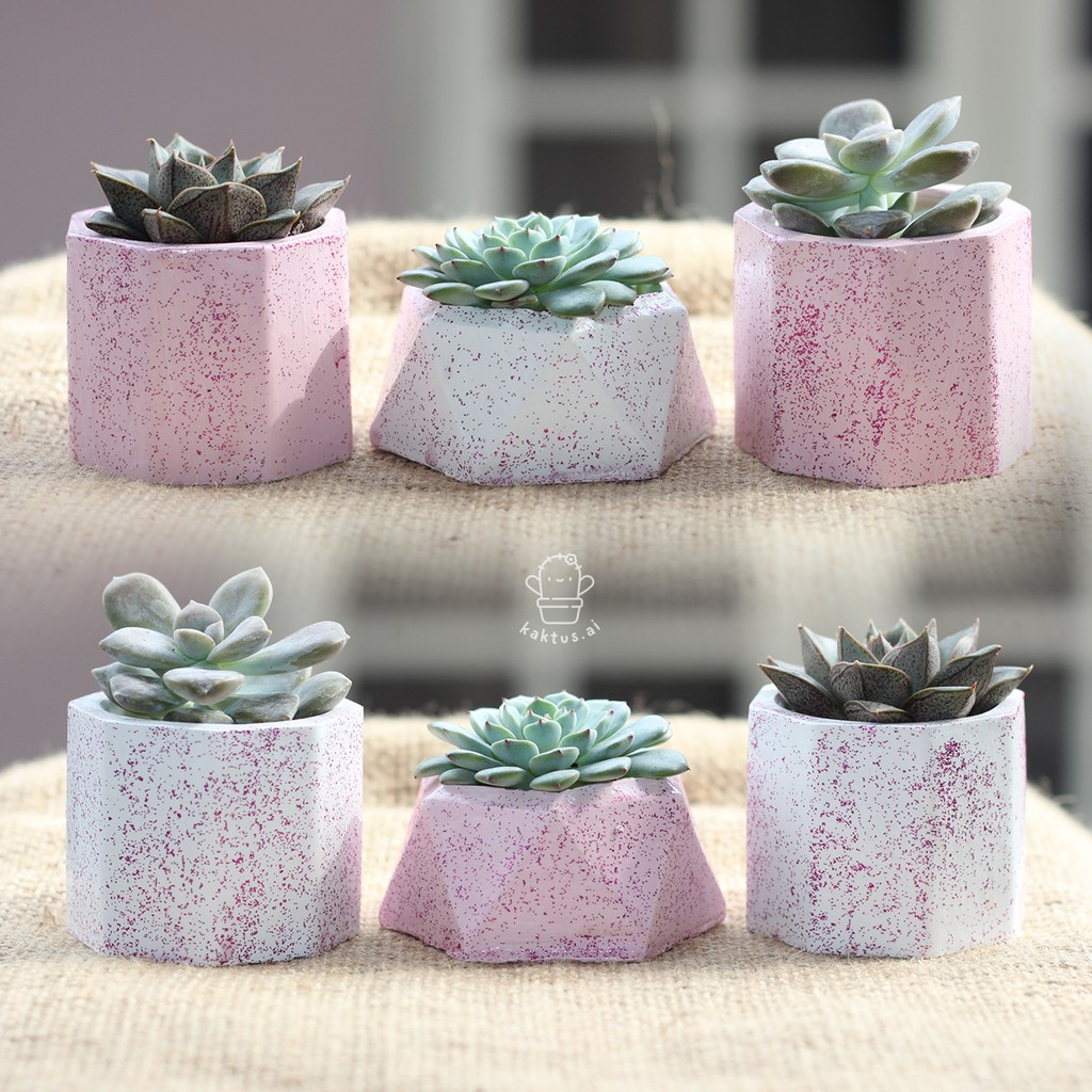 3 pot  lukis  mini kaktus  sukulen lucu vas clay glitter 