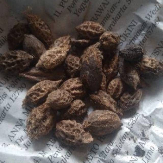 Biji ketapang kencana varigata