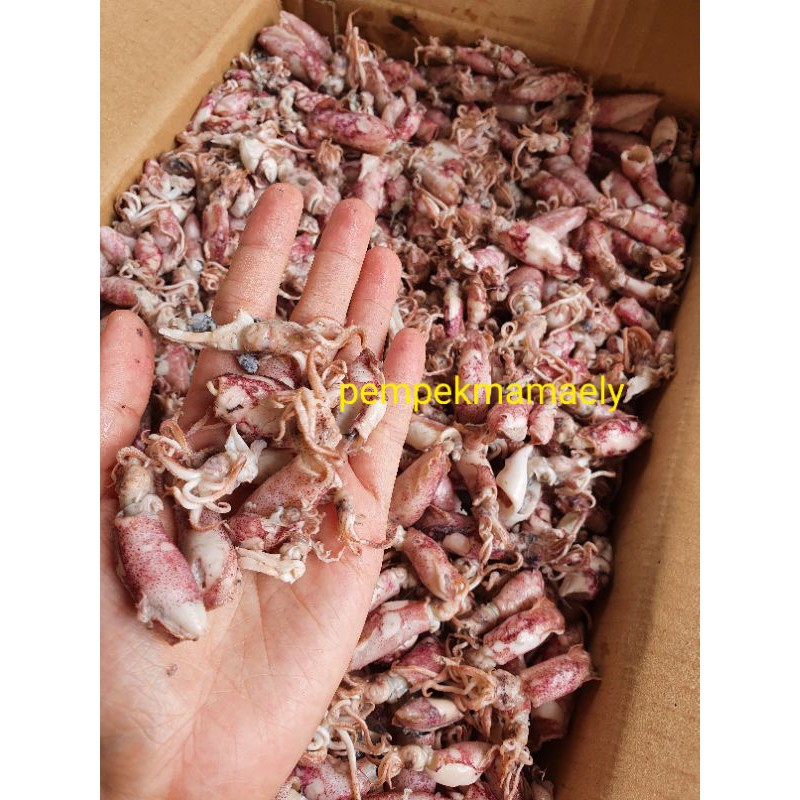 Baby Cumi kecil 1-4cm Cumi asin Enak segar 500 gram