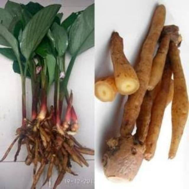 Temu kunci basah per kilo per 1kg murah grosir jual borongan