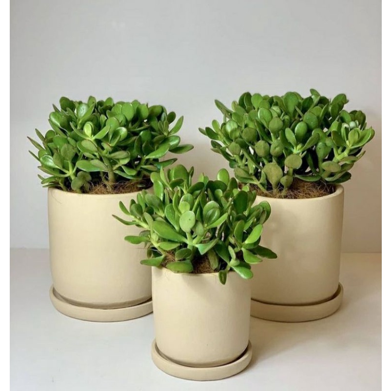 tanaman hias sukulen crassula ovata jade plant - succulent- pohon uang - tanaman dolar - tanaman keb