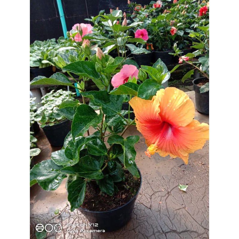 Bunga sepatu import/hibicus import