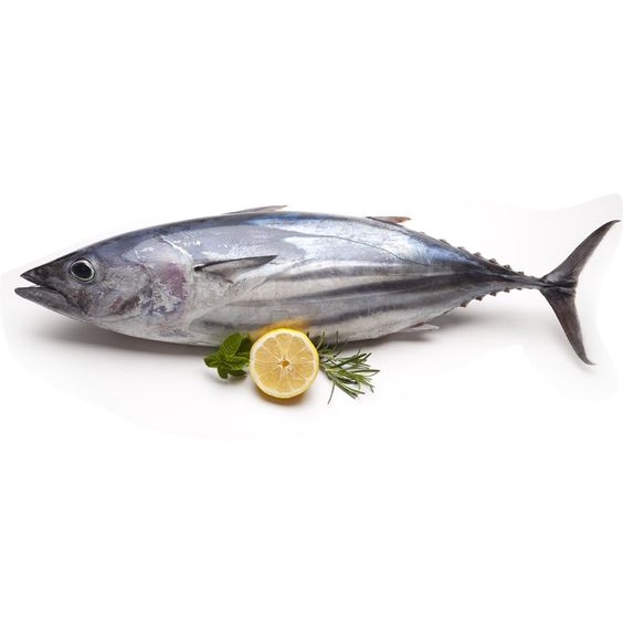 

Ikan Tongkol Abu Fresh 1 kg