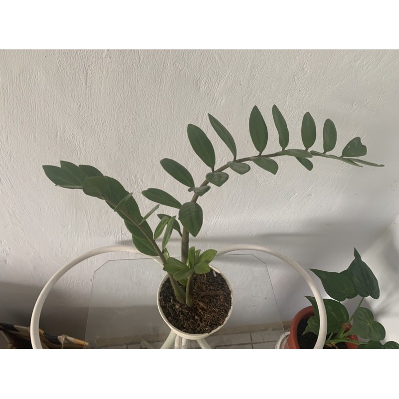 Tanaman Dolar ZZ Plant