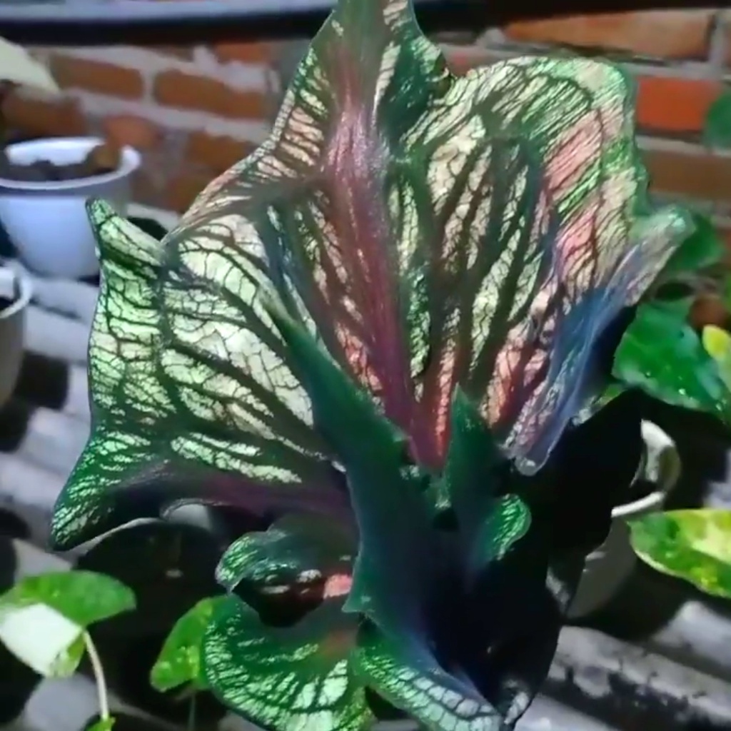 KELADI CALADIUM SRIKANDI ANAKAN & REMAJA