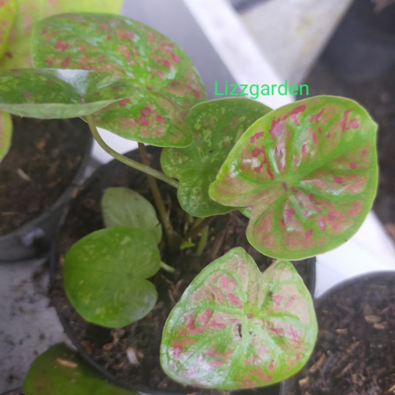 caladium new wave