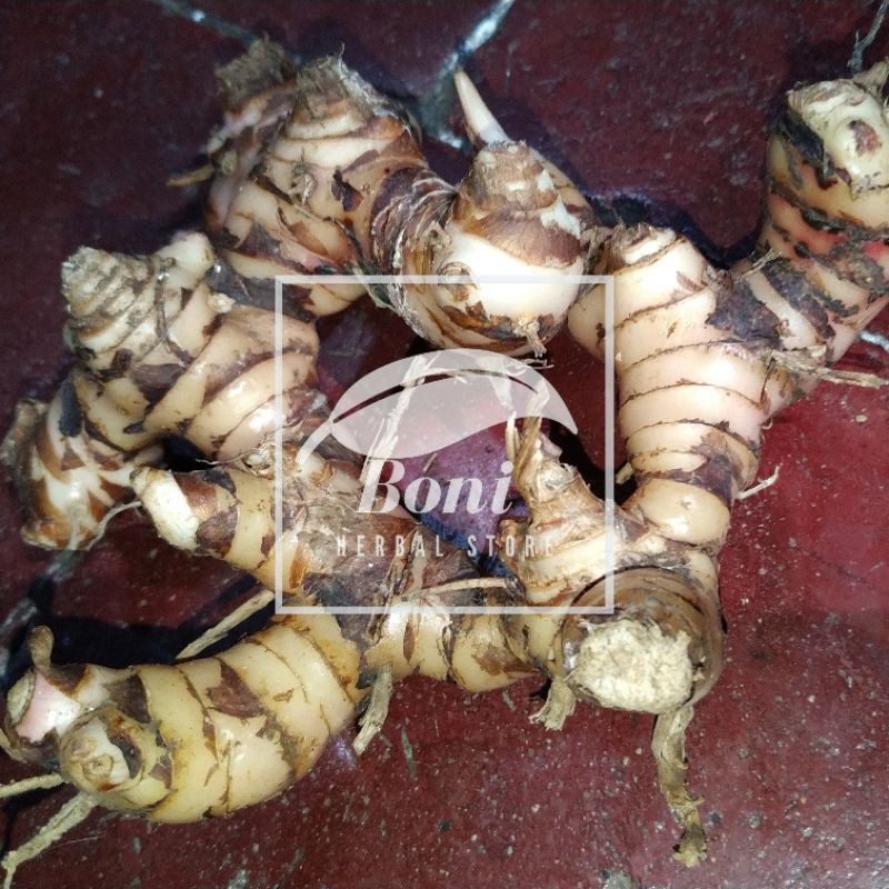 

Lengkuas Laos Laja galangal segar bumbu rempah 250gr