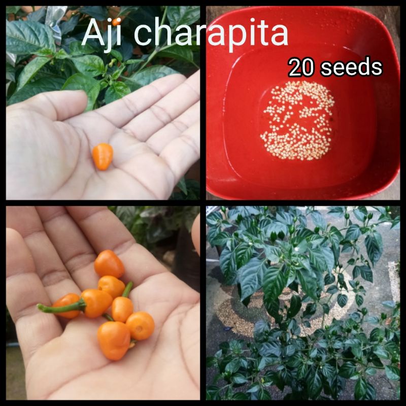 20 biji benih aji charapita
