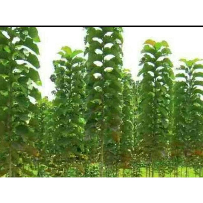 1 kg Benih Biji Pohon Jati Emas Super Unggul