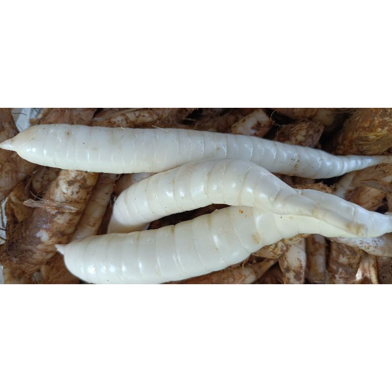 

Umbi Garut Segar/ Terigu segar/ Terigu Fresh obat asam lambung