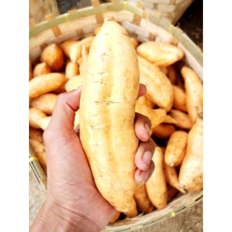 

Ubi Madu Cilembu. MyAp.FRESH_FRUITS