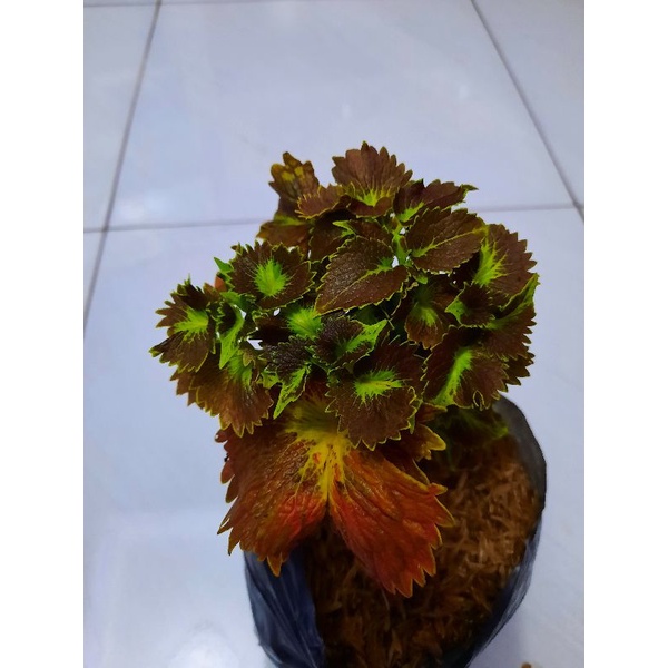 TANAMAN HIAS MIANA BULU LANDAK
