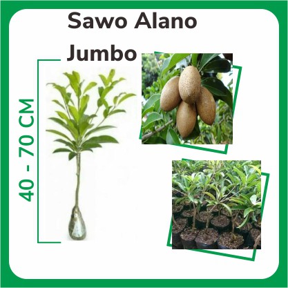 Bibit Sawo Alano Jumbo