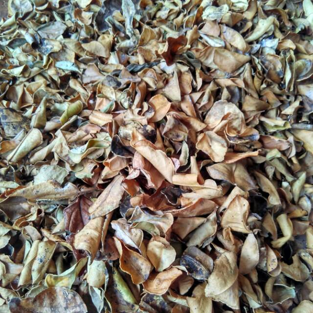 daun jeruk purut kering 50gr