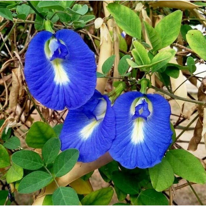 Benih Bibit Biji - Bunga Telang Biru Butterfly Pea (Clitoria ternatea) Seeds (100+ Biji)