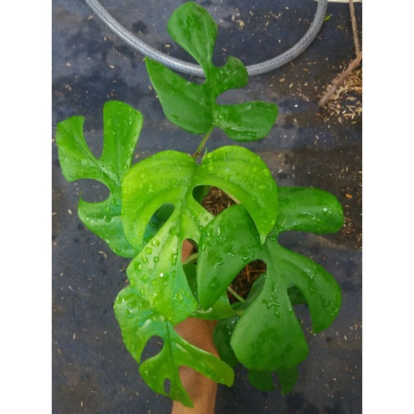 monstera tetrasperma ( monstera mini )