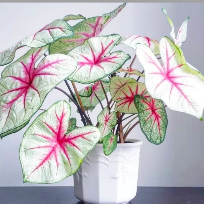 caladium white queen/umbi