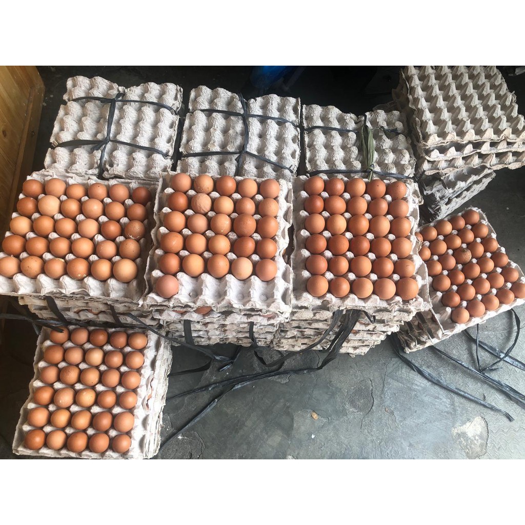 

RB FRESH TELUR AYAM NEGRI 1 KG / TELOR AYAM NEGRI / EGG 1 KG