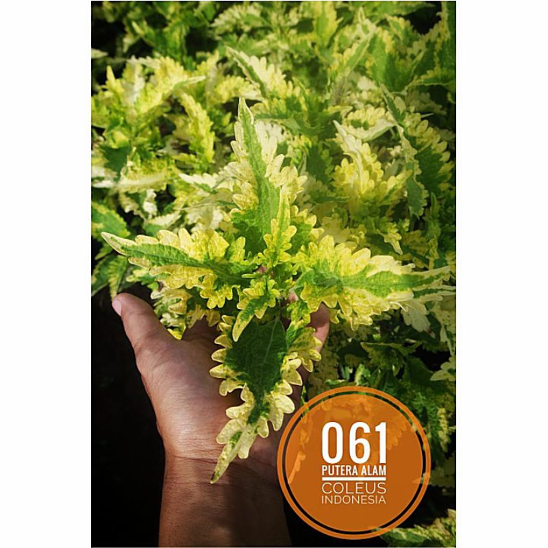 Tanaman hias/miana/Jawer kotok/