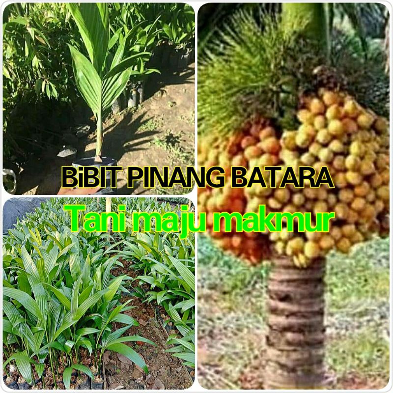 BIBIT PINANG BATARA ASLI UNGGUL