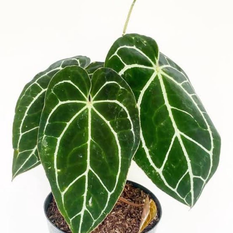 Tanaman hias kuping gajah / Pohon tanaman hias kuping gajah jumbo