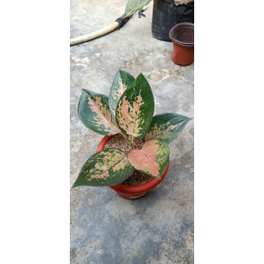 aglonema sultan brunai