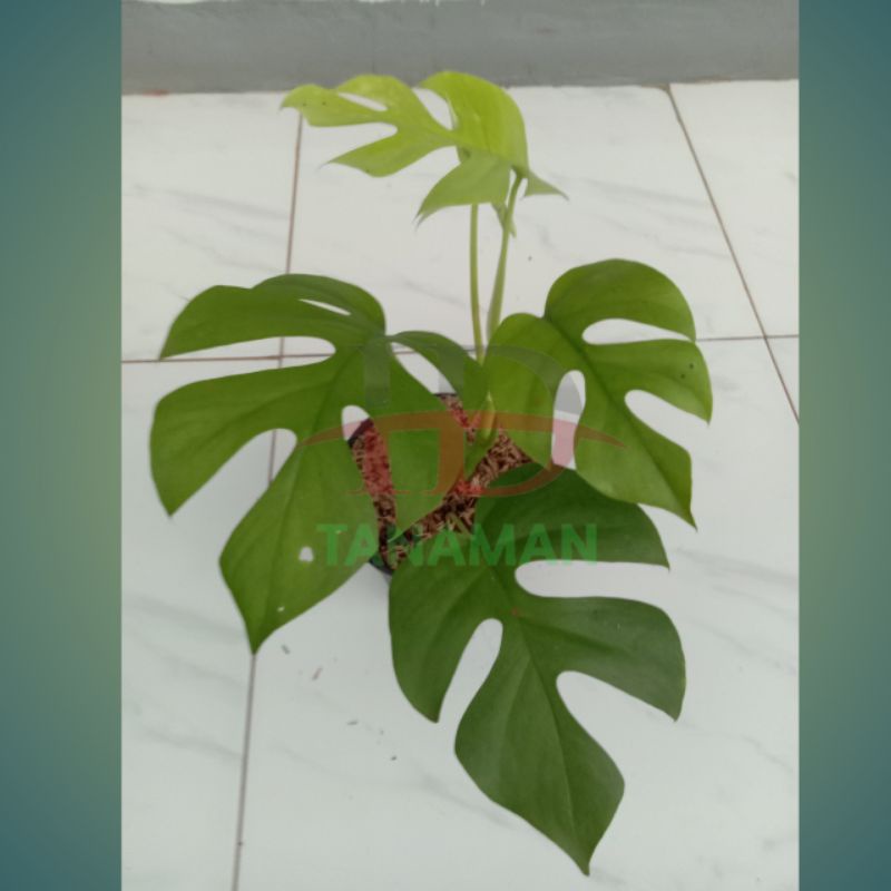 Tanaman hias rhapidopora tetrasperma/pohon rhapidopora tetrasperma/rhapidopora tetrasperma murah