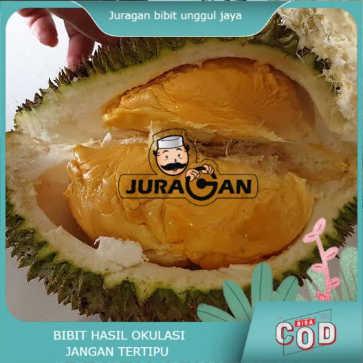 Bibit durian tembaga bangka super