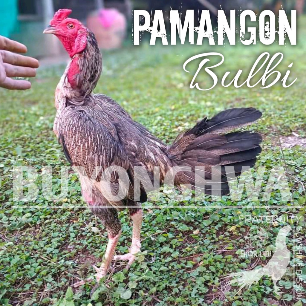 ayam bangkok pamangon bulbi ori telur fertil