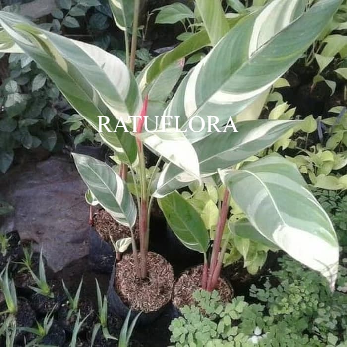 tanaman heliconia varigata - pohon pisang pisangan heliconia variegata