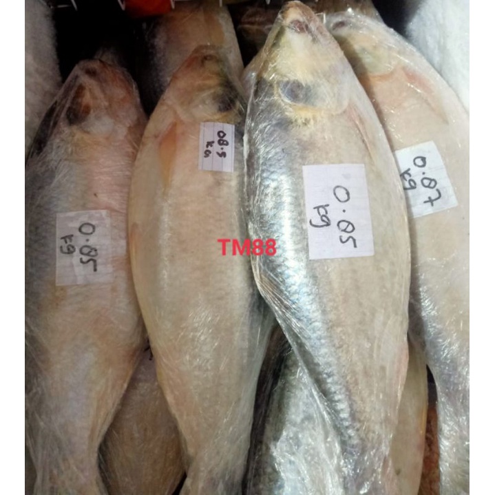 

IKAN TERUBUK/IKAN CHI KOK/IKAN CHIKA/IKAN CHIKOK