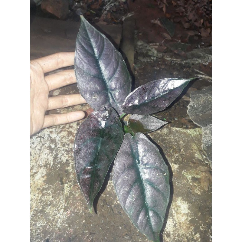 Tanaman Alocasia infernalis / tanaman hias alokasia infernalis