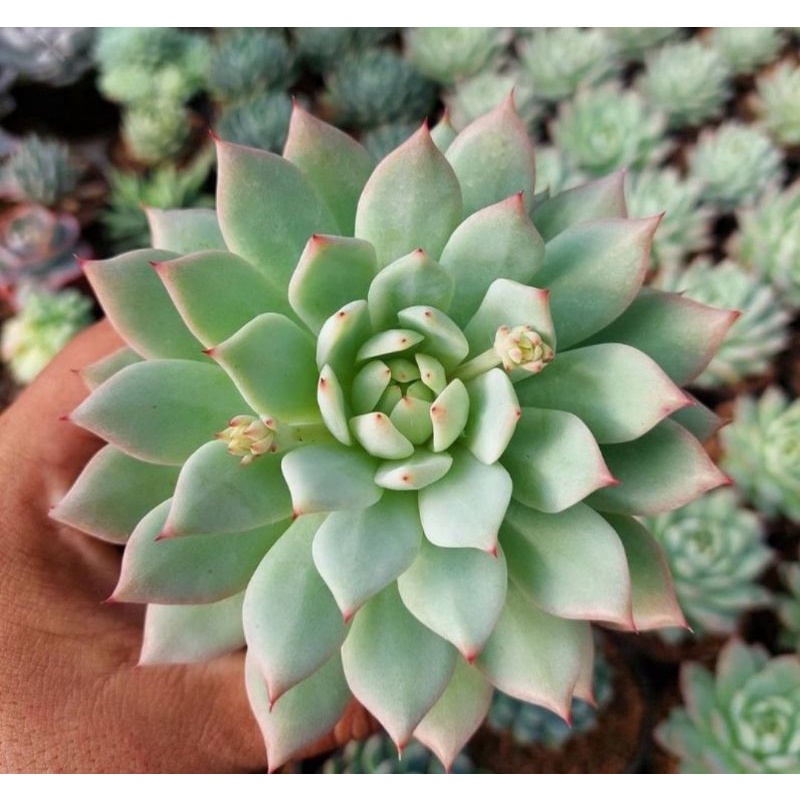 Sukulen Echeveria Tiffy Import Korea
