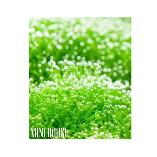 BIJI / BENIH / BIBIT TANAMAN AIR / TANAM AQUARIUM IMPORT