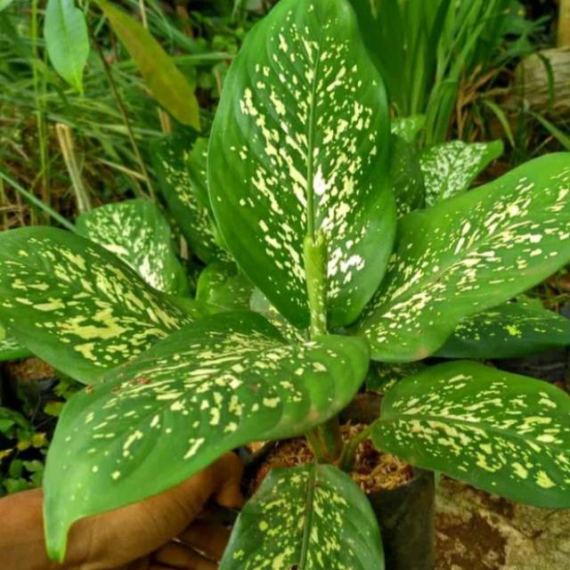 tanaman hias aglonema beras tumpah-blanceng beras tumpah