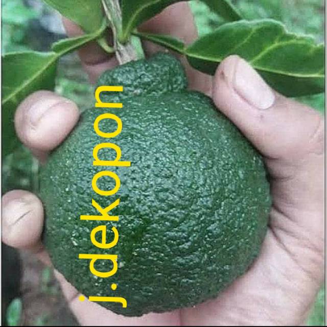 bibit jeruk dekopon okulasi