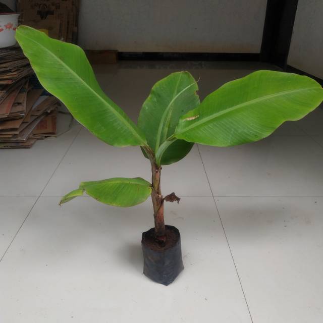 Bibit pisang mas kirana pohon pisang emas kirana
