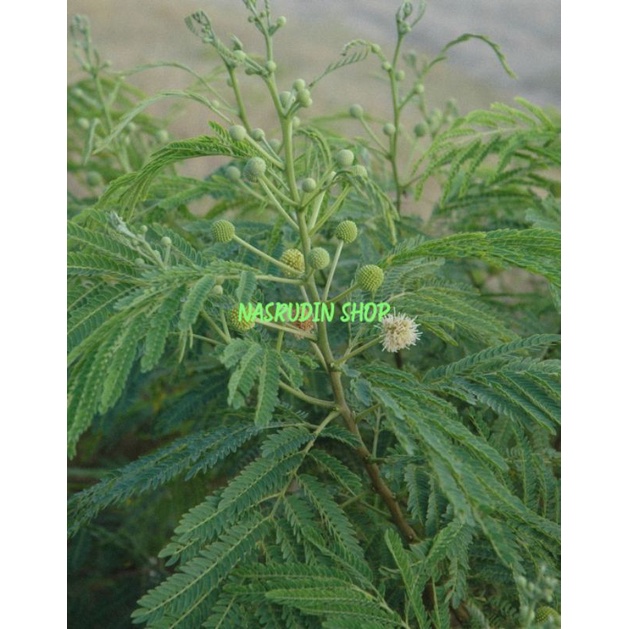 

[Fresh] DAUN LAMTORO 1KG SEGAR LANGSUNG PETIK DAUN PETAI CINA