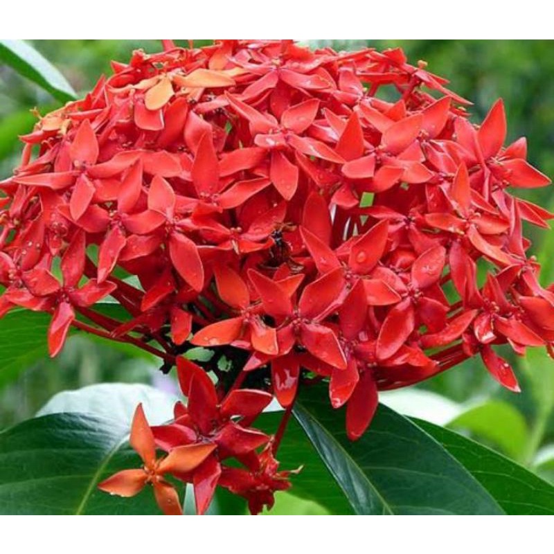 Bibit asoka ikora micro bunga merah