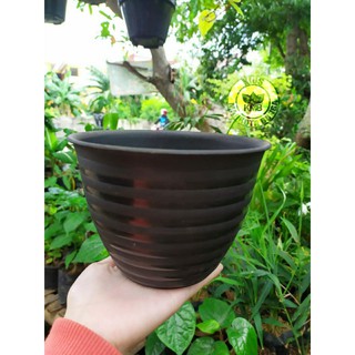  POT TAWON UKURAN 10  cm 12 cm 15 cm 21 cm 27 cm 