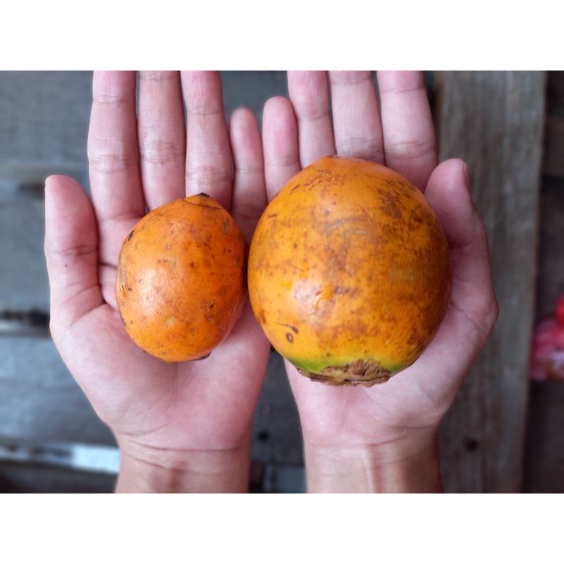 PANEN DI USIA 5-7 TAHUN BENIH PINANG BETARA UNGGUL CEPAT BUAH BIJI PINANG BETARA PINANG SELUANG PINA