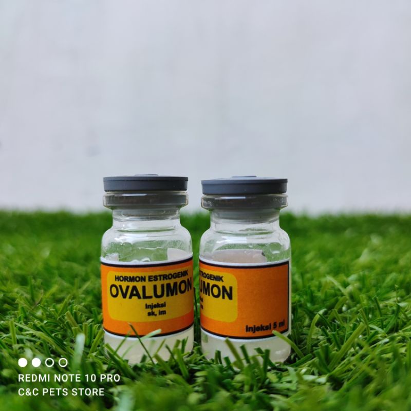 Ovalumon Injeksi 5 ml penambah birahi untuk hewan peliharaan (betina)