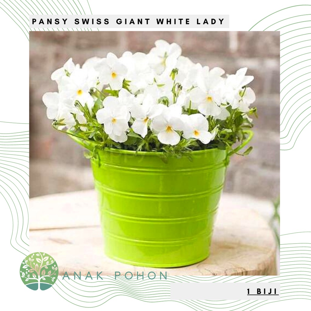 Benih Bibit Biji - Bunga Pansy Swiss Giant White Lady Pure White Flower Seeds - IMPORT