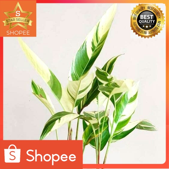 Jual Tanaman Indoor Heliconia Variegata Bibit Tanaman Hias Outdoor