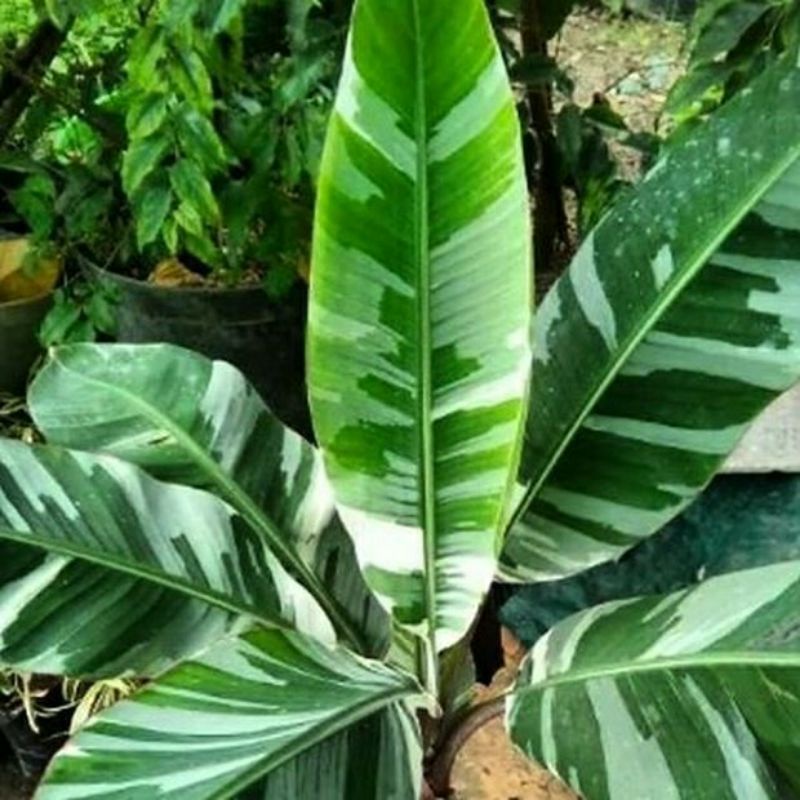 tanaman koleksi pisang variegata Florida bibit bonggol pisang variegata
